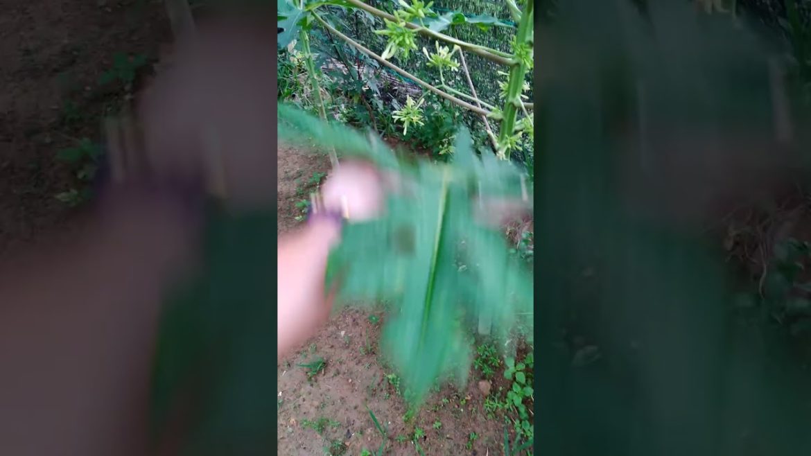 update kebun belakang rumah |backyard garden update