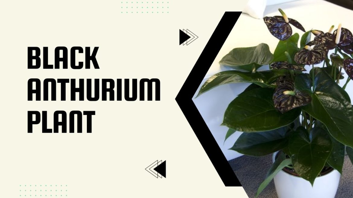 Black Anthurium Plant