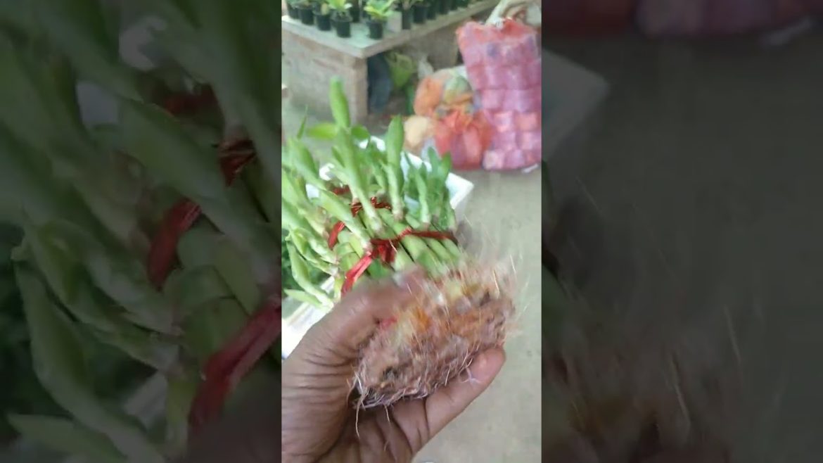 lucky bamboo plant for home indoors plant #9810865528 .26 November 2022