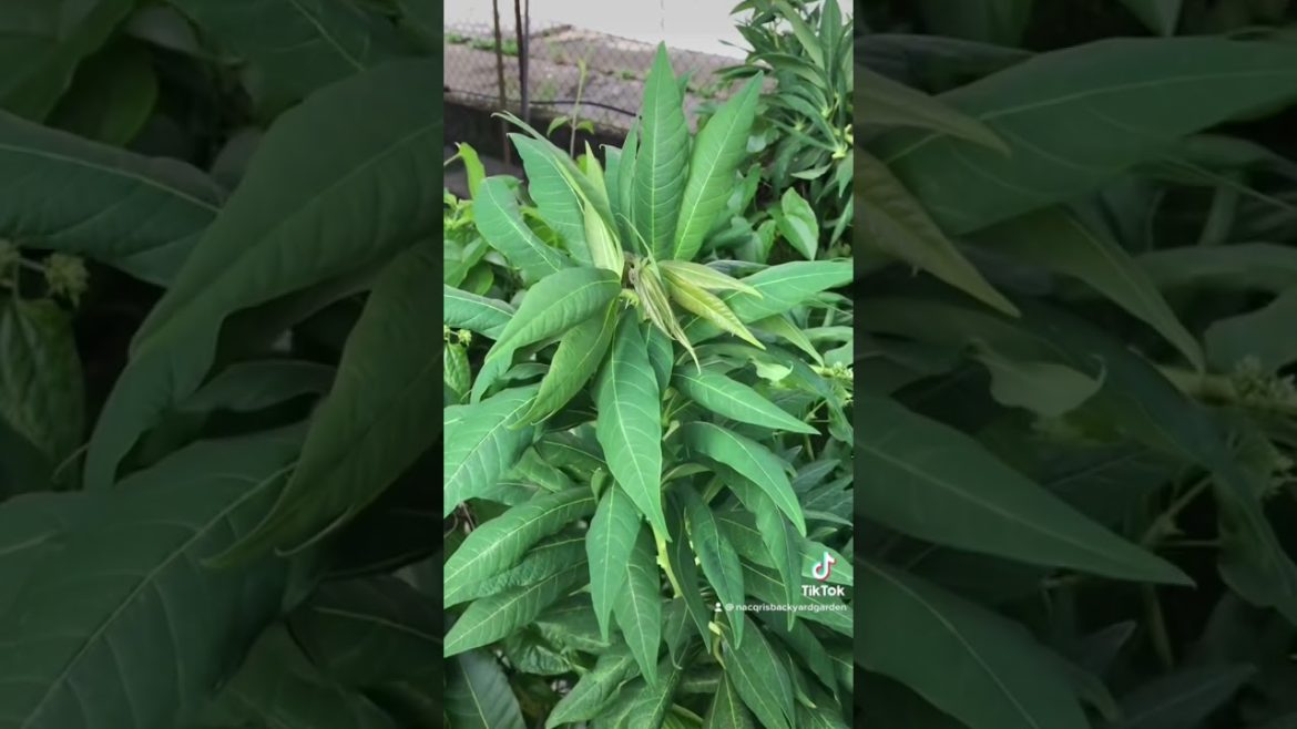 ✅ Fresh Cassava Leaves From My Backyard Garden