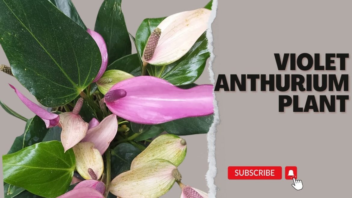 Violet Anthurium Plant Violet Anthurium Plant