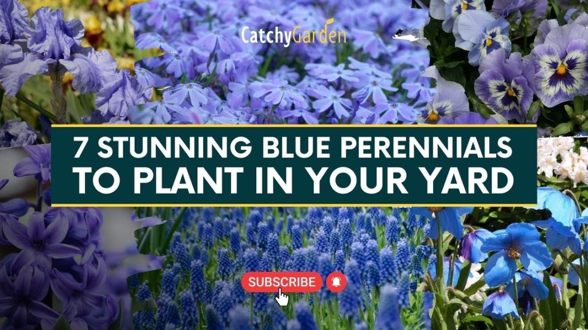 7 Stunning Blue Perennials to Plant in Your Yard βοΈπΏ // Gardening Tips 7 Stunning Blue Perennials to Plant in Your Yard βοΈπΏ // Gardening Tips