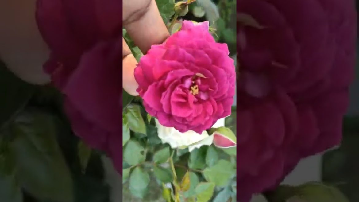 Rose Nursery 9038556677