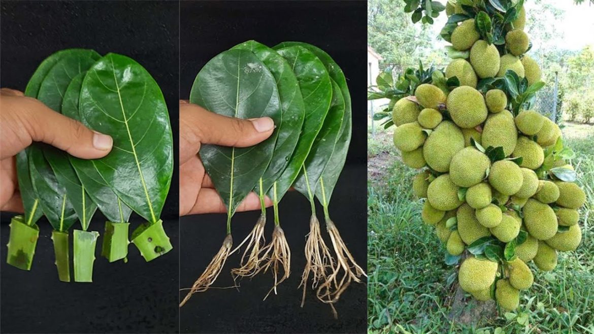 Unique Skill How To Grow Jackfruit From Jackfruit Leaves Using Aloe Vera Hormone