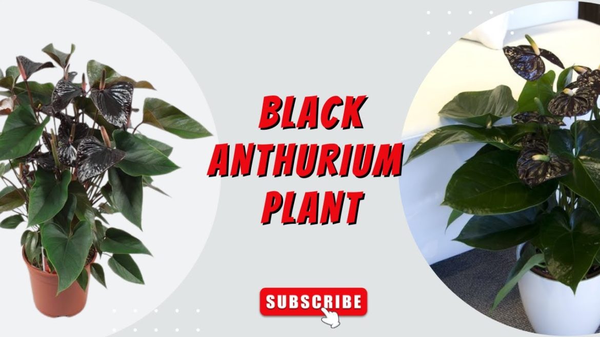 Black Anthurium Plant Black Anthurium Plant