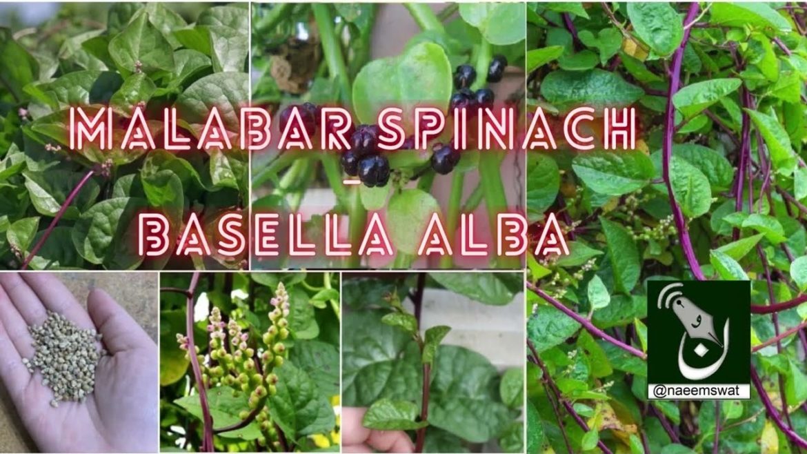 How to Grow Malabar Spinach | Basella Alba How to Grow Malabar Spinach | Basella Alba