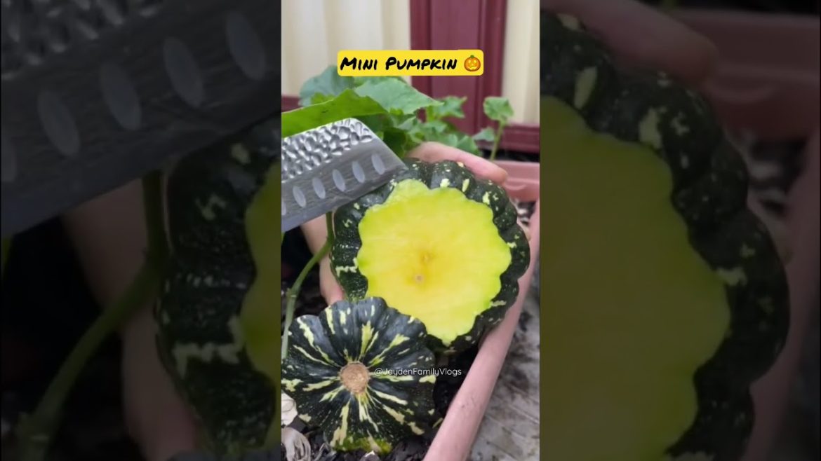 Pumpkin Cutting ππ± #shorts #satisfying #food #fruitcutting #bonsai #pumpkin Pumpkin Cutting ππ± #shorts #satisfying #food #fruitcutting #bonsai #pumpkin