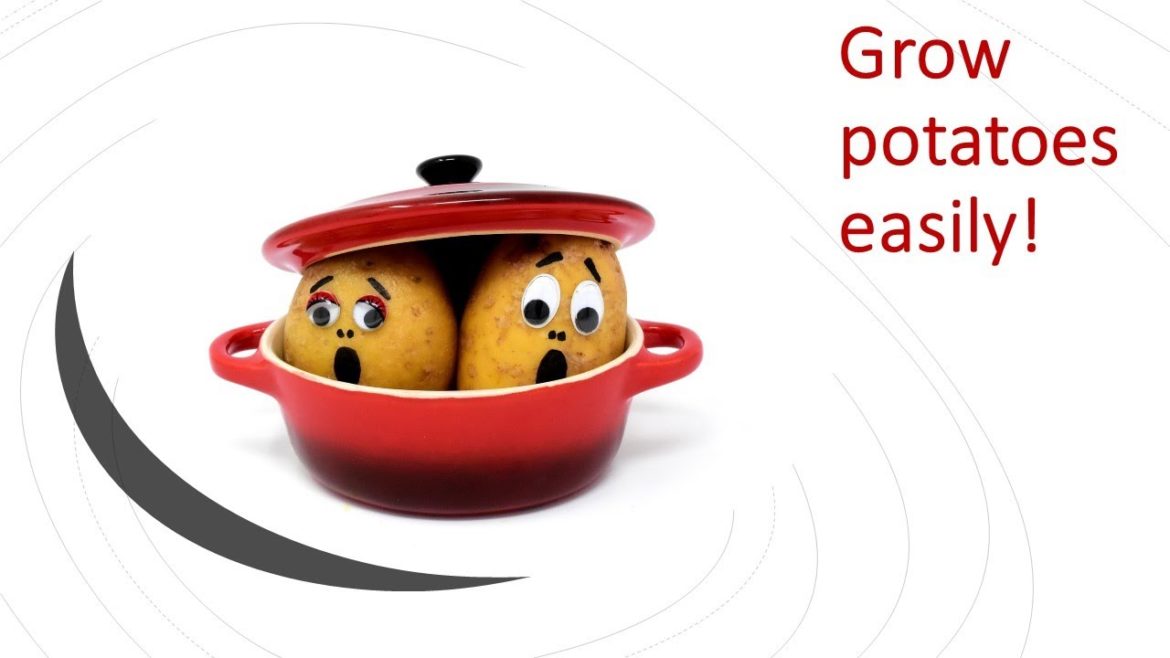 Grow potatoes easily like this | Vegetable gardening at home |  #shorts