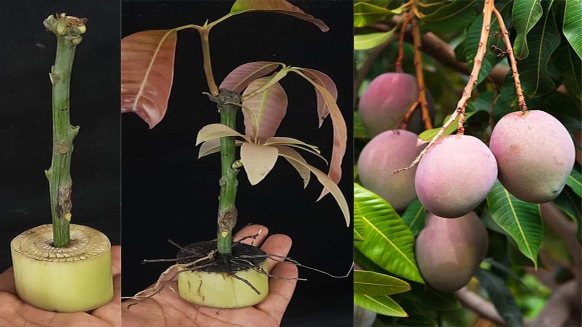 Growing Mango Tree From Cutting#shorts