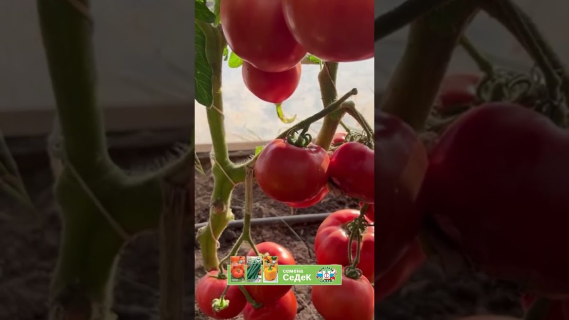Томат из нашей фирменной серии!