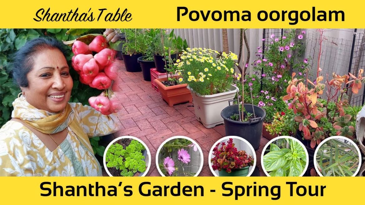POVOMA OORGOLAM/MY  GARDEN TOUR/BEGINNING of SPRING in AUSTRALIA/SHANTHAS TABLE#Gardening#hobby