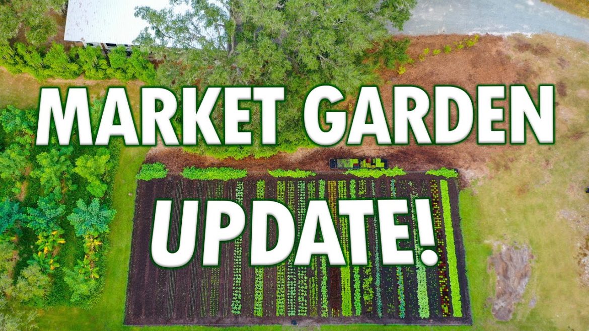 Market Garden Success @ Sandhill Farm! (Fall Update) Market Garden Success @ Sandhill Farm! (Fall Update)
