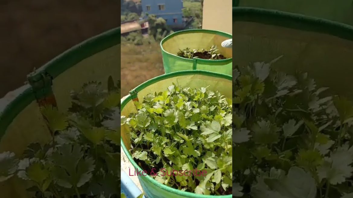 mini windows garden#balconygarden #shorts