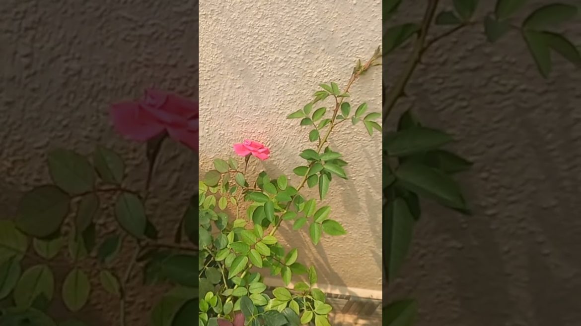 Rose 🌹 plant maintenance tips  #gardening  #shorts #shortsfeed  #shortsfeed #roseplant