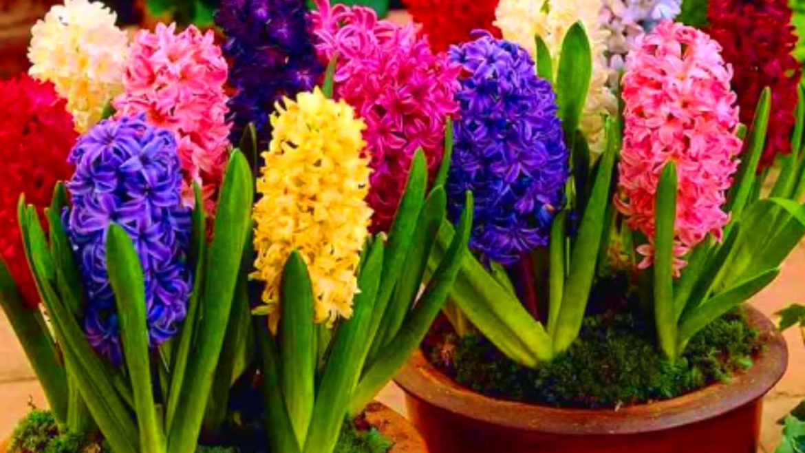 इस फूल के बिना आप का बगीचा सूना है #shorts #short #youtubeshorts #garden #flowers इस फूल के बिना आप का बगीचा सूना है #shorts #short #youtubeshorts #garden #flowers