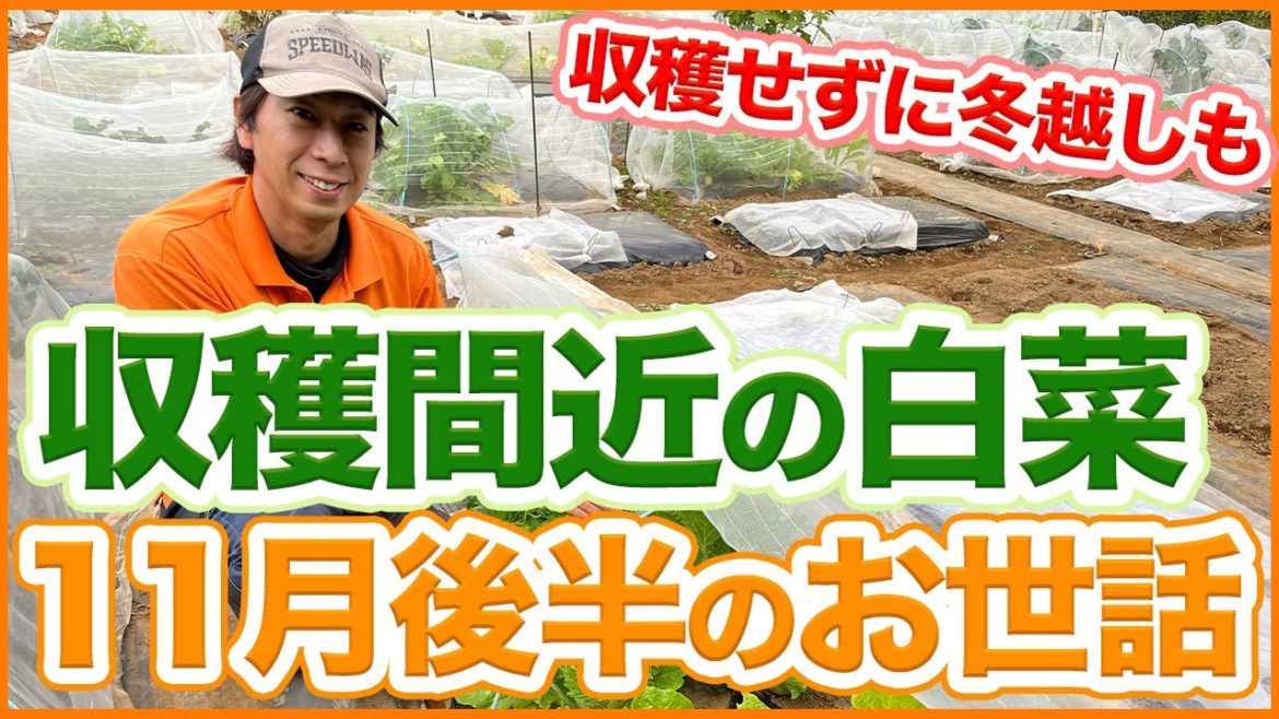 家庭菜園や農園の白菜栽培で収穫間近な11月後半の白菜の育て方!収穫せずに冬越しも出来る!/Chinese Cabbage Cultivation Tips from a Japanese Farmer 家庭菜園や農園の白菜栽培で収穫間近な11月後半の白菜の育て方!収穫せずに冬越しも出来る!/Chinese Cabbage Cultivation Tips from a Japanese Farmer
