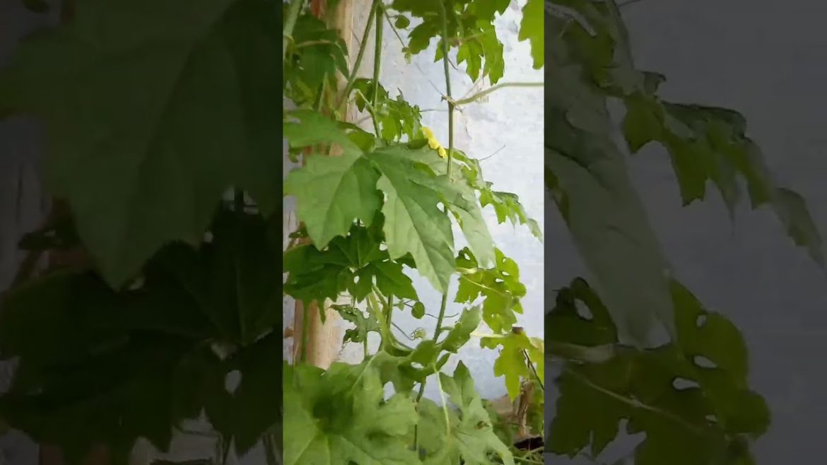 organic vegetable🥦🥕🌽