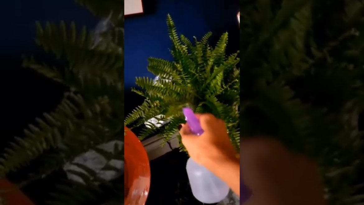 Booghie guide for plant mom's🪴 (NYC version) #gardens #plants #gardening #shorts #landscape