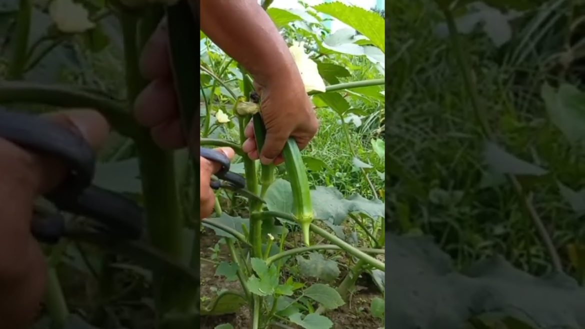 vegetables garden #shorts #viralshorts #agriculture #trending #tools