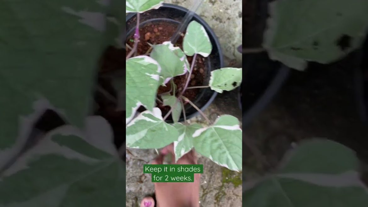 Gardening tips | Propagation from cuttings | How to make plants bushy