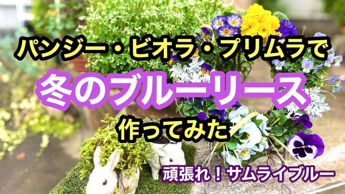 100円台のパンジー・ビオラ・プリムラジュリアン・シロタエギクにハクリュウを使って冬のブルーリースを作ります。#ガーデニング #japanesegardening #花壇 #リース 100円台のパンジー・ビオラ・プリムラジュリアン・シロタエギクにハクリュウを使って冬のブルーリースを作ります。#ガーデニング #japanesegardening #花壇 #リース
