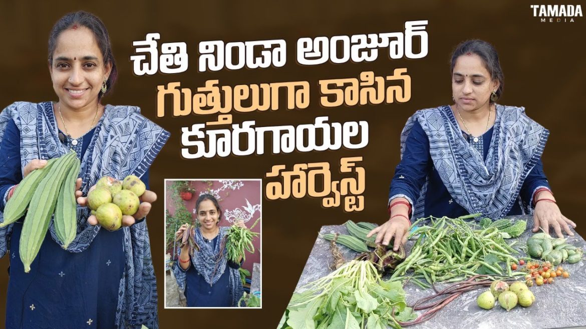 organic fruits & vegetables harvest | Harvest video | TELUGU GARDEN VLOG