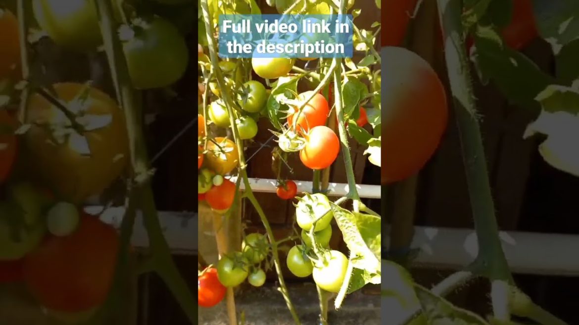 Useful Tomato Growing Tips. Grow Beautiful tomatoes 🍅 in your Kitchen Garden. #shorts #Tomato