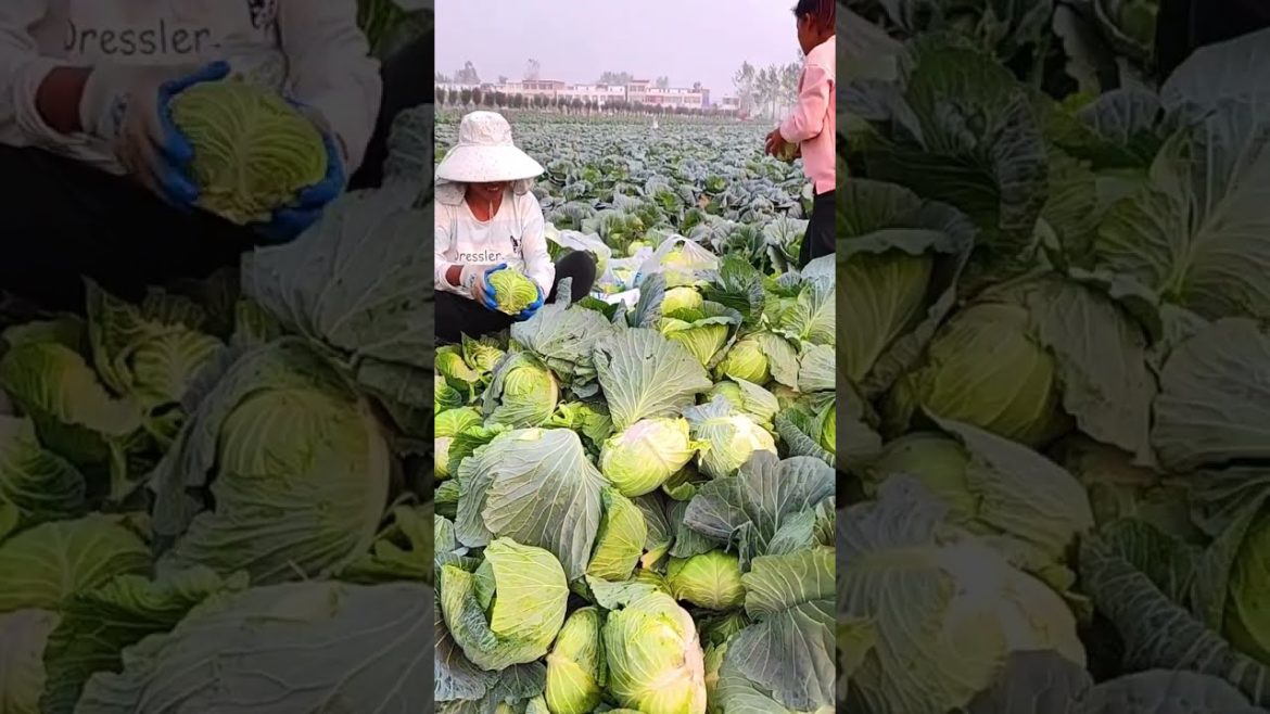 Cabage vegetable harvest #agriculture #harvest