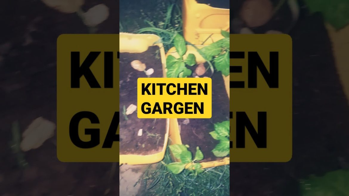 Kitchen Garden Tips and tricks Peppers an cives #shorts