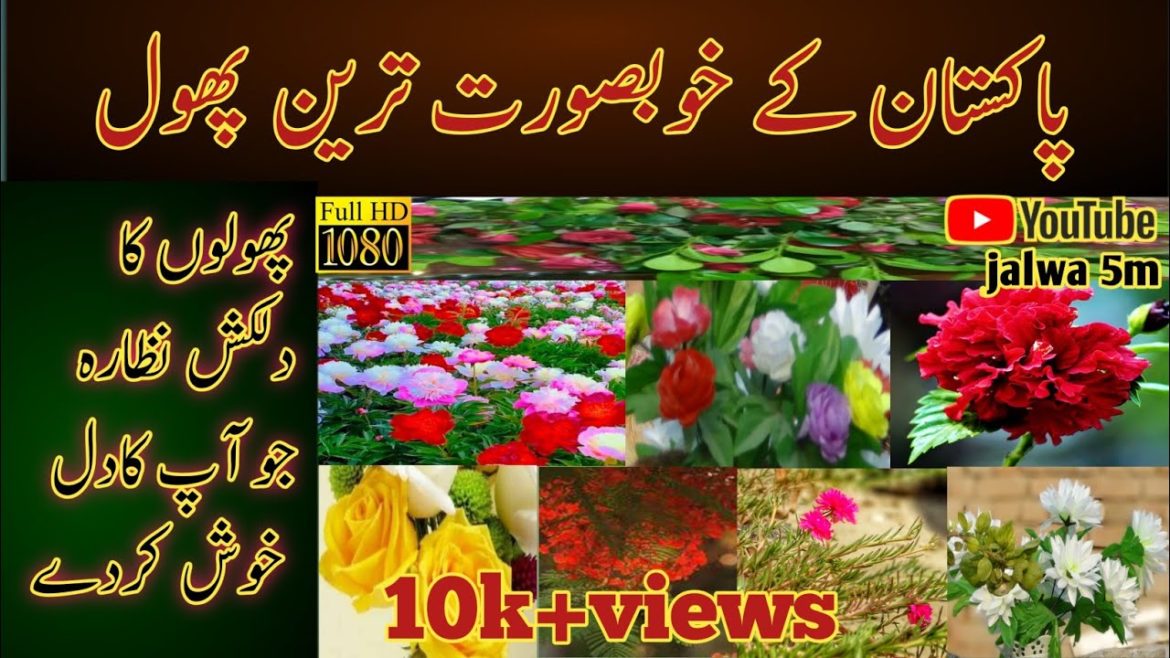 beautiful flowers | 10 Most beautiful flowers of the world | #jalwa5m beautiful flowers | 10 Most beautiful flowers of the world | #jalwa5m