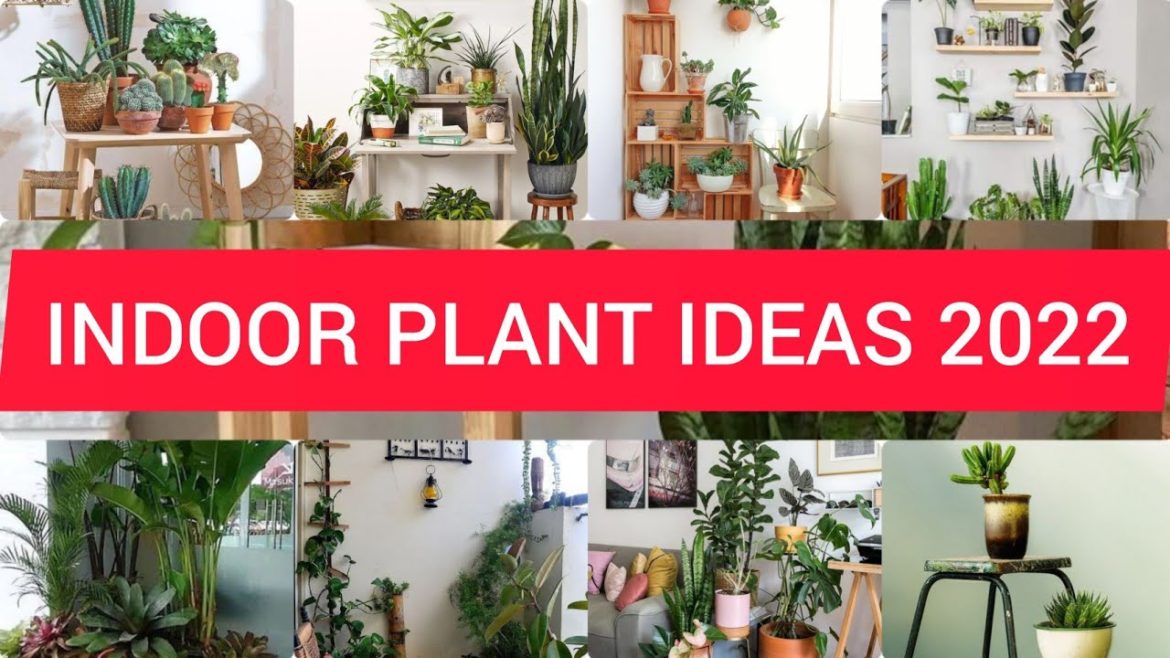 Indoor Plant Ideas for 2022 – Ideas to Keep You Fresh Inside l Beautiful Indoor plants Design Indoor Plant Ideas for 2022 - Ideas to Keep You Fresh Inside l Beautiful Indoor plants Design