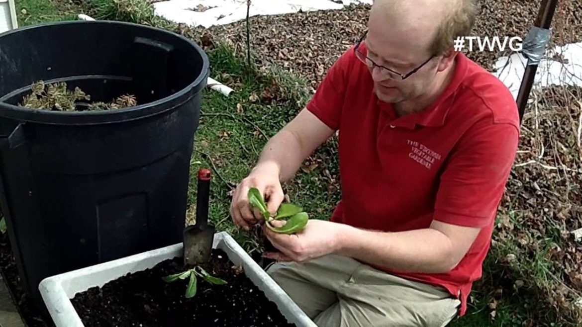 Plant Romaine Lettuce From Starts  Quick Tip The Wisconsin Vegetable Gardener