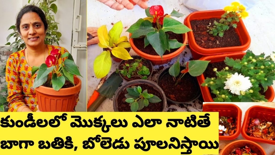 How to Plant New plants in your Garden/ Tips for Planting new plants/ Happy Moments