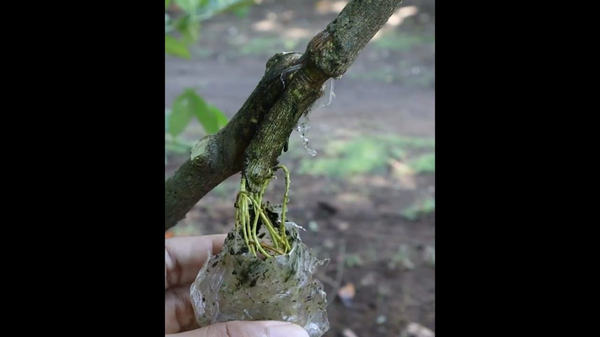 Rooting tree with water #viral #gardening in #shortsvideo Rooting tree with water #viral #gardening in #shortsvideo
