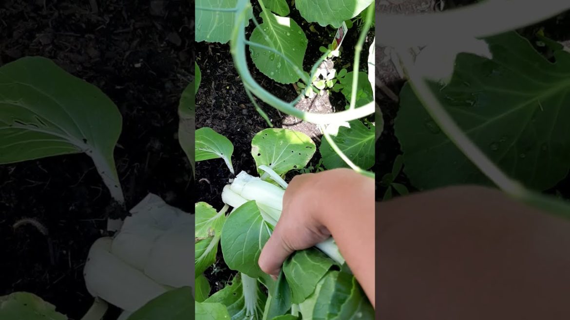 SMALL GARDEN HARVEST / BOK CHOY FROM MY ORGANIC BACKYARD GARDEN / FILAM FAMILY  #SHORTS