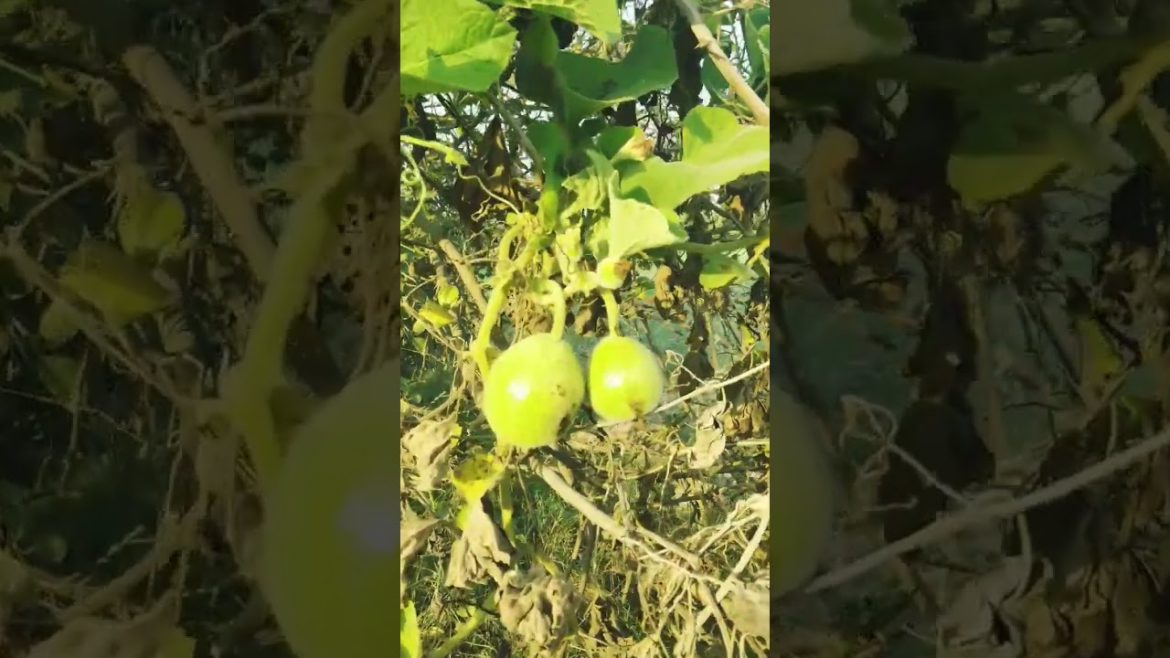 what does he do with the Gourd ? #shorts #tips #gardener