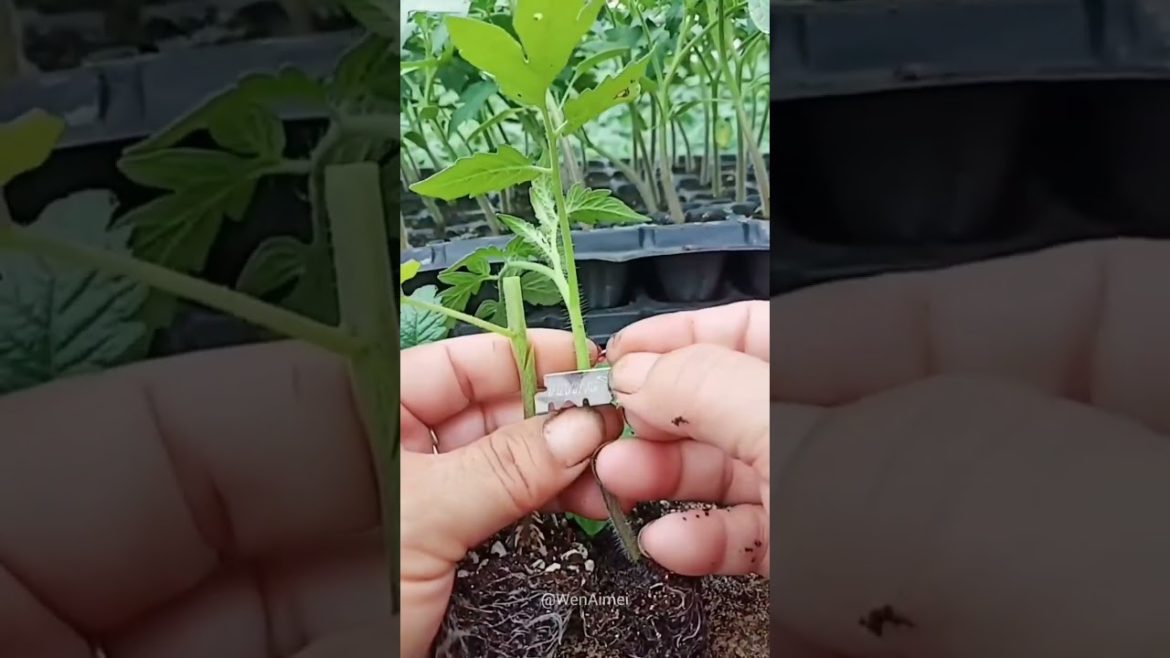 Beautiful Nature with Rural Life #shorts #naturalife #rurallife