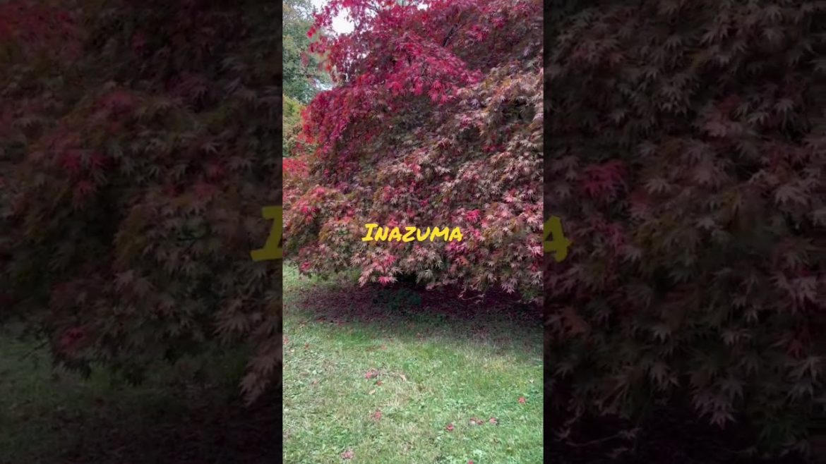 Japanese maple tree gardening, how to select, water, feed and protect them from sun / wind!
