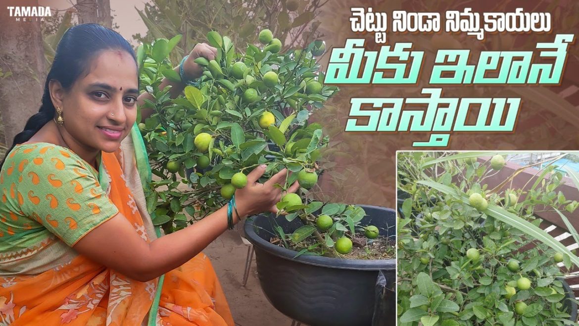 How to grow Lemon easily || TELUGU GARDEN VLOG