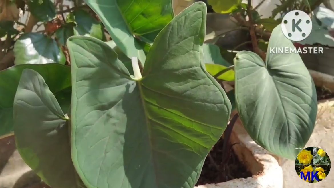 VitA B Cआणि calciumअसलेलाअळूसर्वांगाचा  उपयोगजाणून घ्या रक्तदाब कमी करतो#MyKourage#Gardening#मायकरेज