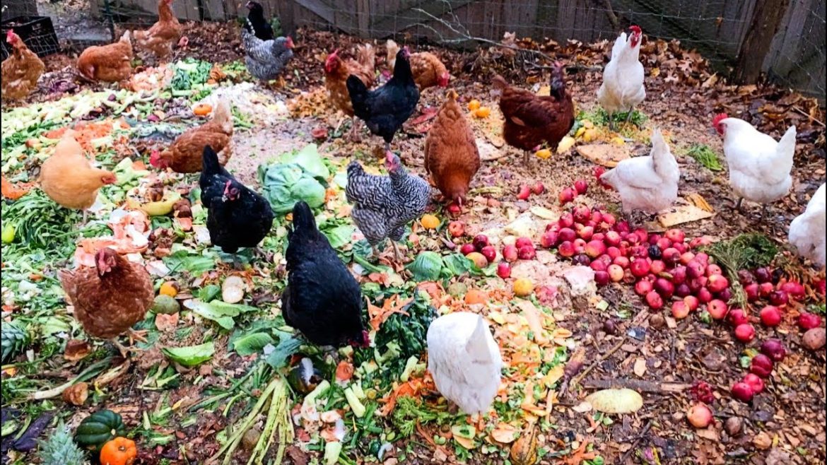 Chicken Yard - Fall Update Overview