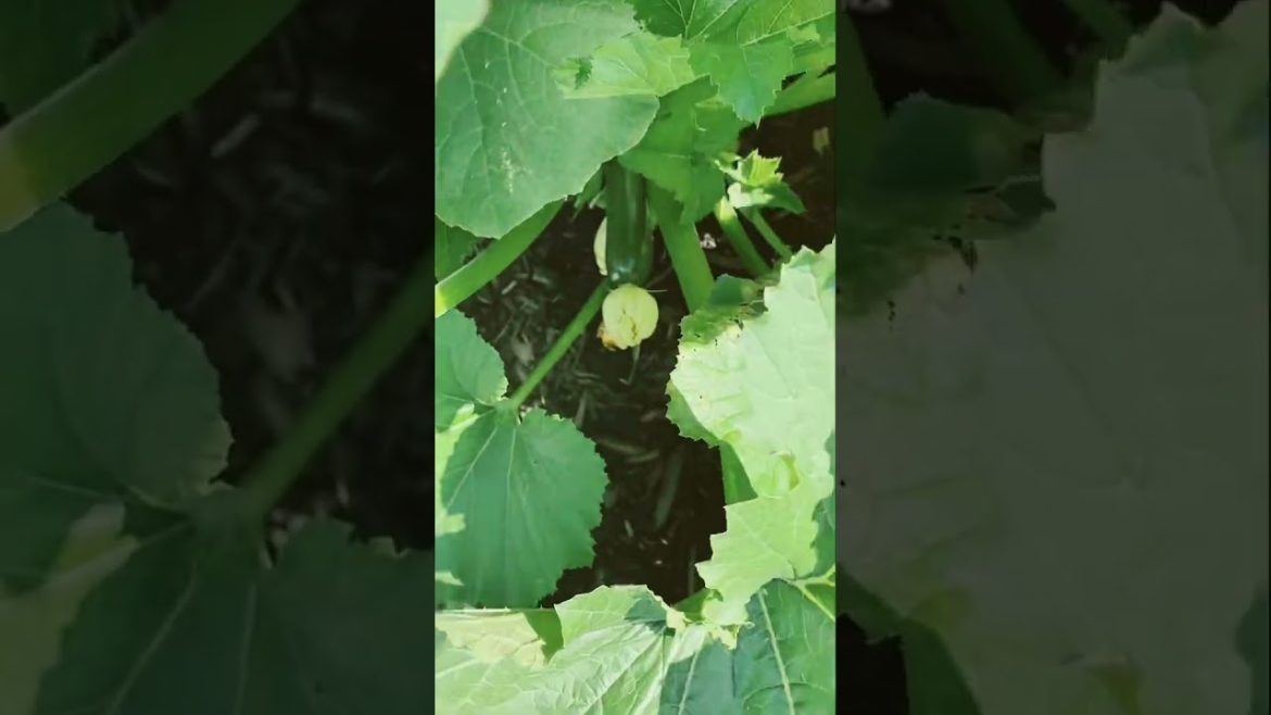 Vegetable Garden Plants