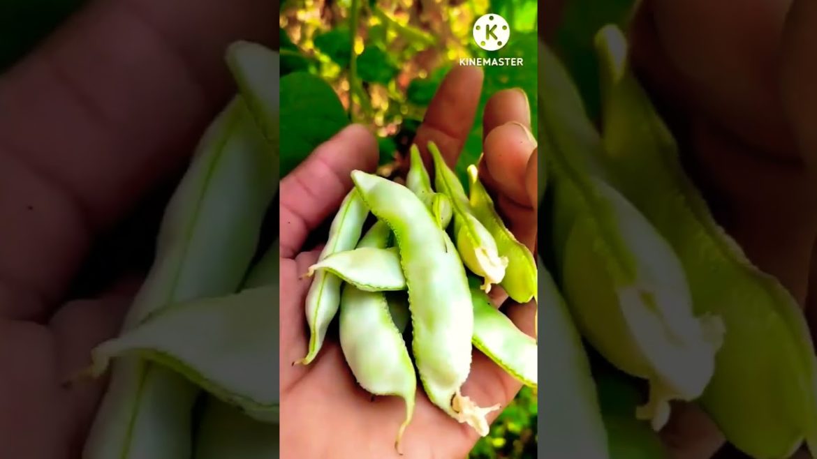 first harvesting sem-phalli(dolichos bean) #short #shorts #shortvideo #trending #viral #viralshorts