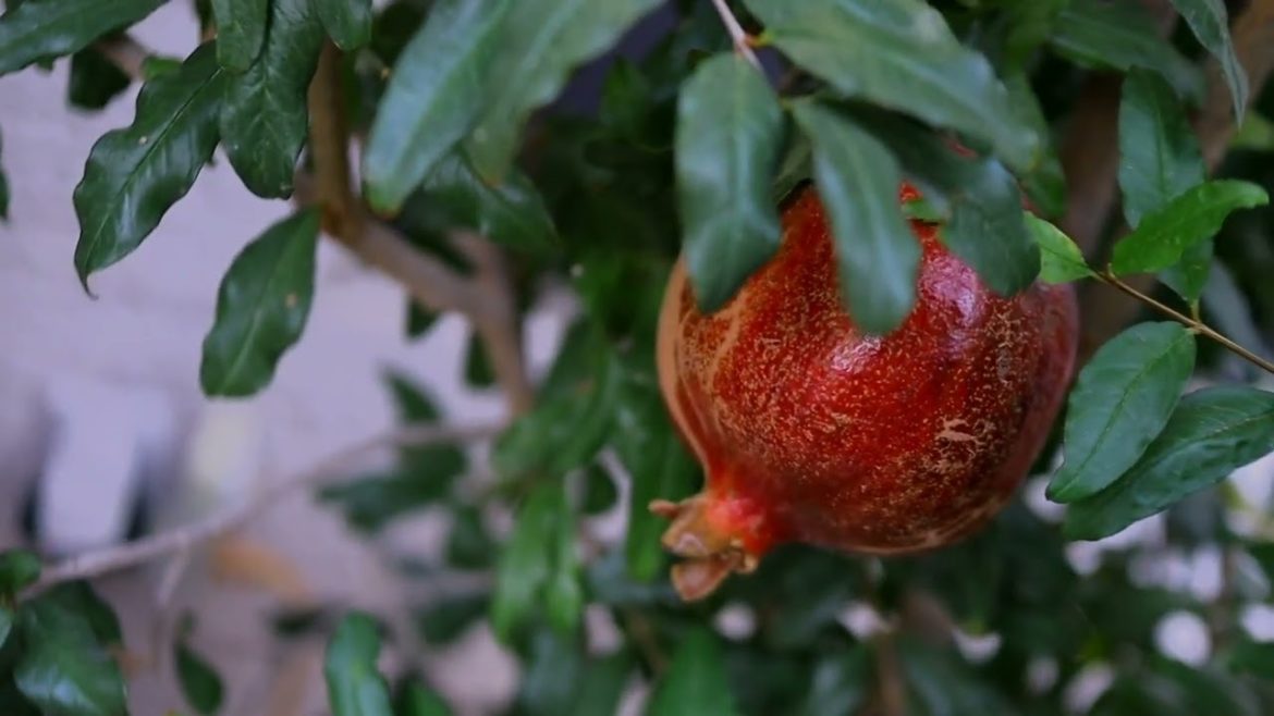 Our first Wonderful Pomegranate harvest! – Plus Care Secrets Revealed | Fall 2022 Our first Wonderful Pomegranate harvest! - Plus Care Secrets Revealed | Fall 2022