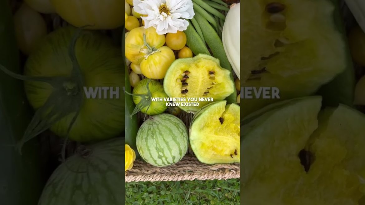 My BEST harvest yet.. Yellow watermelons!! | Diary of a Yorkshire Gardener My BEST harvest yet.. Yellow watermelons!! | Diary of a Yorkshire Gardener