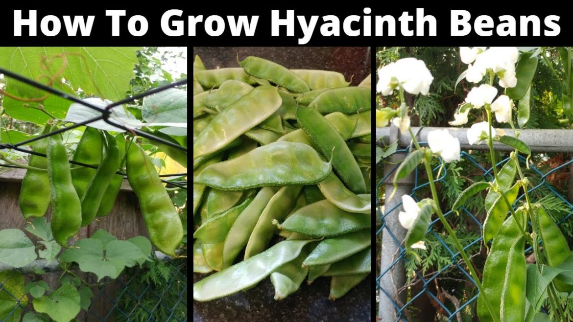 How To Grow Hyacinth Bean In Your Backyard Garden l High Yield Beans l Canada How To Grow Hyacinth Bean In Your Backyard Garden l High Yield Beans l Canada