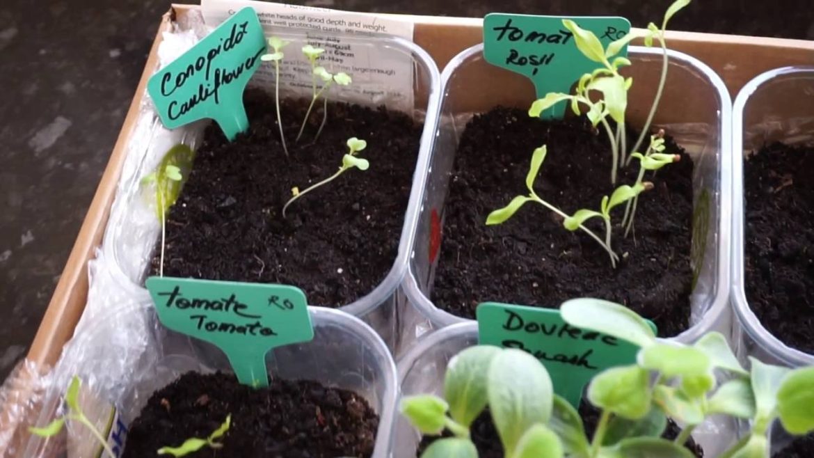 How To Gardening Plant And Grow Vegetables From Seeds In Your Own House Indoors Nature Bond How To Gardening Plant And Grow Vegetables From Seeds In Your Own House Indoors Nature Bond