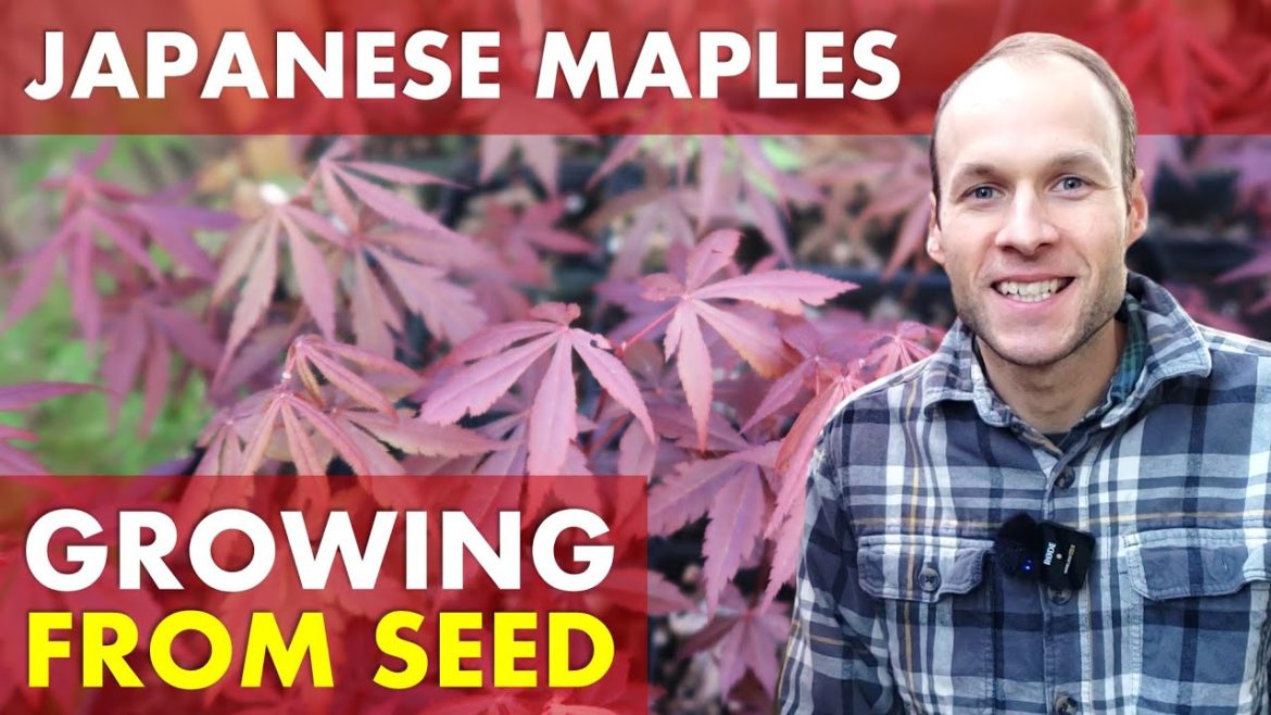 Growing Japanese Maples from Seed | Fall Seed Collecting