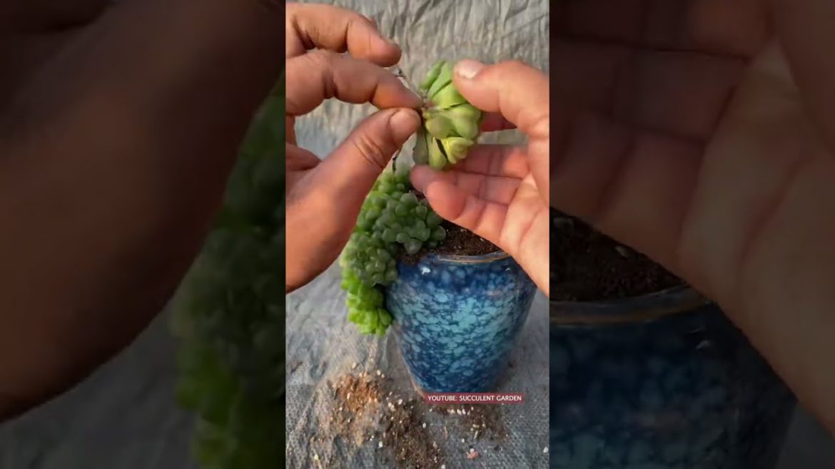 Nice ideas for succulents