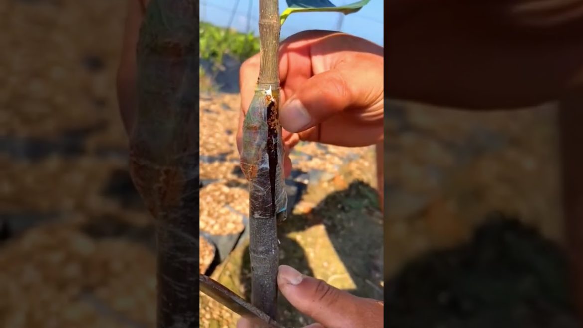 Jackfruit grafting tips #agriculture #tips